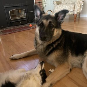 Meet your Posher, Janice